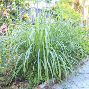 LEMONGRASS SEED