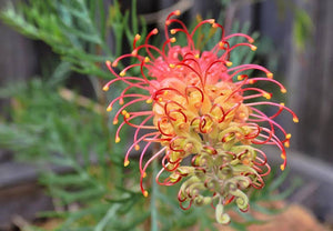 GREVILLEA SUPERBA