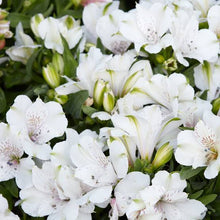 Load image into Gallery viewer, ALSTROEMERIA COMPACT INTICANCHA MAGIC WHITE 2.5L
