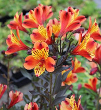 Load image into Gallery viewer, ALSTROEMERIA BORDER SUMMER PARADISE INDIAN SUMMER 2.5L
