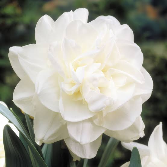 DAFFODIL DOUBLE OBDAM 5PK