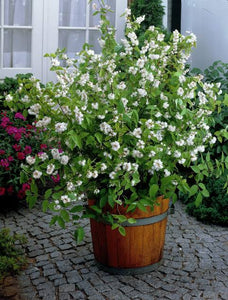 DEUTZIA PRIDE OF ROCHESTER 2.5L