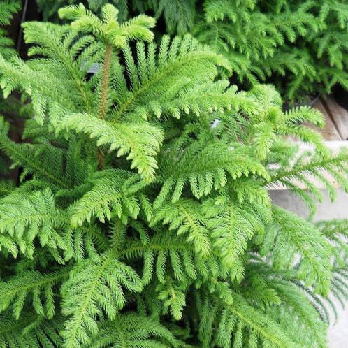 ARAUCARIA HETEROPHYLLA NORFOLK ISLAND PINE