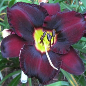 HEMEROCALLIS BLACK AMBROSIA 2.5L