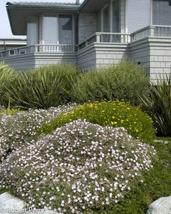 CISTUS SKANBERGII 3.3L