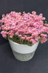 LAMPRANTHUS CORAL EXPLOSION 1.5L