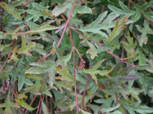 Load image into Gallery viewer, GREVILLEA GAUDIS GHOST 2.5L
