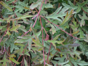 GREVILLEA GAUDIS GHOST 2.5L