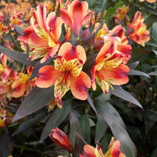 Load image into Gallery viewer, ALSTROEMERIA BORDER SUMMER PARADISE INDIAN SUMMER 2.5L
