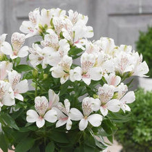 Load image into Gallery viewer, ALSTROEMERIA COMPACT INTICANCHA MAGIC WHITE 2.5L
