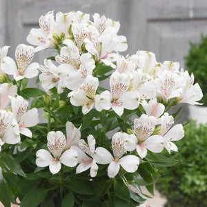 ALSTROEMERIA COMPACT INTICANCHA MAGIC WHITE 2.5L