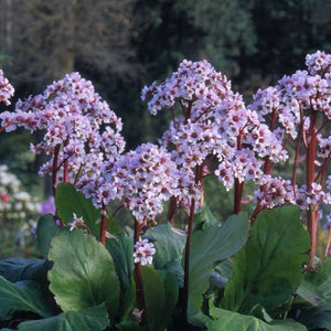 BERGENIA SILVERLIGHT 1.5L