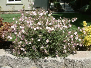 CISTUS SKANBERGII 3.3L