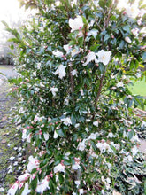 Load image into Gallery viewer, CAMELLIA SPECIES TRANSNOKOENSIS 6.0L
