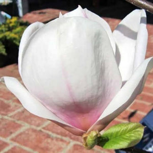 MAGNOLIA SAN JOSE PB18