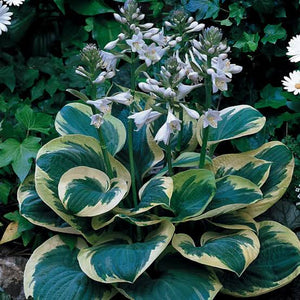 HOSTA SNOW CAP 2.0L