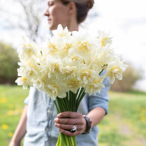 DAFFODIL DOUBLE OBDAM 5PK