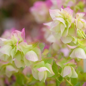 ORIGANUM BELISSIMO 14CM