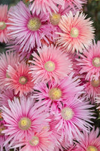 Load image into Gallery viewer, LAMPRANTHUS CORAL EXPLOSION 1.5L
