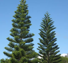 Load image into Gallery viewer, ARAUCARIA HETEROPHYLLA NORFOLK ISLAND PINE
