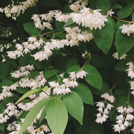 DEUTZIA PRIDE OF ROCHESTER 2.5L