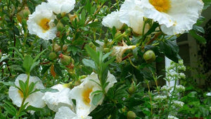 CISTUS BENNETTS WHITE 2.5L