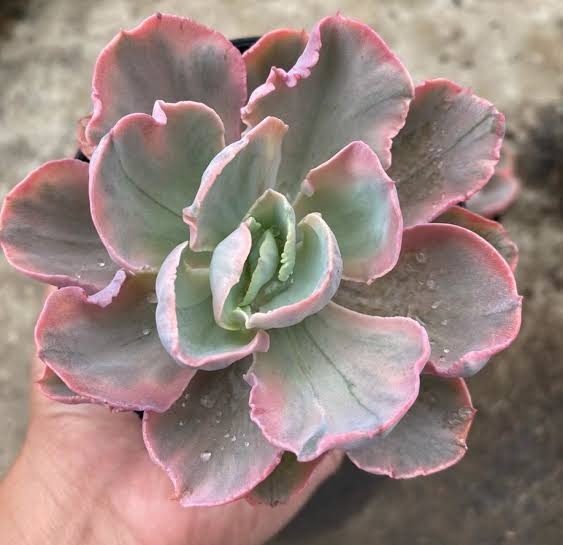 ECHEVERIA PINK CHANTILLY