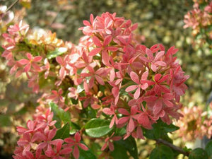 ABELIA RASPBERRY PROFUSION