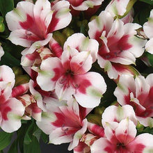 Load image into Gallery viewer, ALSTROEMERIA COMPACT INTICANCHA MAYA 2.5L
