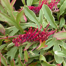 Load image into Gallery viewer, GREVILLEA GAUDIS GHOST 2.5L
