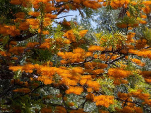 GREVILLEA ROBUSTA