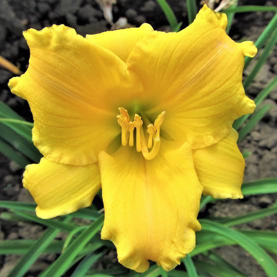 HEMEROCALLIS STELLA BELLA 2.5L