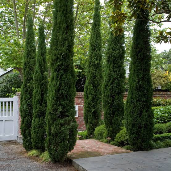 CUPRESSUS SEMPERVIRENS TOTEM 4.5L