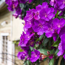 Load image into Gallery viewer, TIBOUCHINA LEPIDOTA ALSTONVILLE 3.5L
