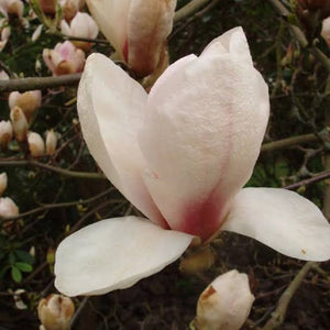 MAGNOLIA SAN JOSE PB18