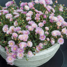 Load image into Gallery viewer, LAMPRANTHUS MAUVE EXPLOSION
