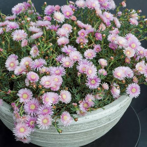 LAMPRANTHUS MAUVE EXPLOSION