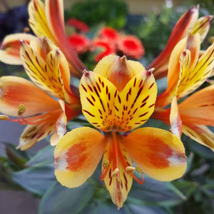 ALSTROEMERIA BORDER SUMMER PARADISE SUMMER BREEZE 2.5L