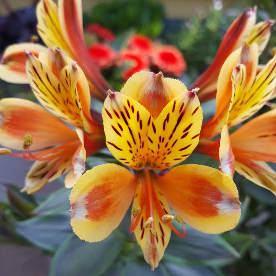 ALSTROEMERIA BORDER SUMMER PARADISE SUMMER BREEZE 2.5L