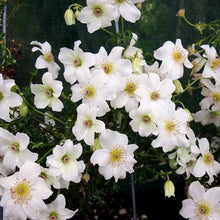 Load image into Gallery viewer, CLEMATIS SWEET HART 2.5L
