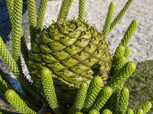 Load image into Gallery viewer, ARAUCARIA HETEROPHYLLA NORFOLK ISLAND PINE
