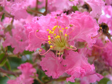 Load image into Gallery viewer, LAGERSTROEMIA INDICA
