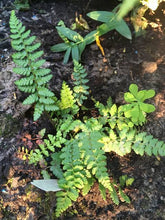 Load image into Gallery viewer, POLYSTICHUM DRACOMONTANUM 2.5L
