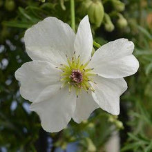 Load image into Gallery viewer, CLEMATIS SWEET HART 2.5L
