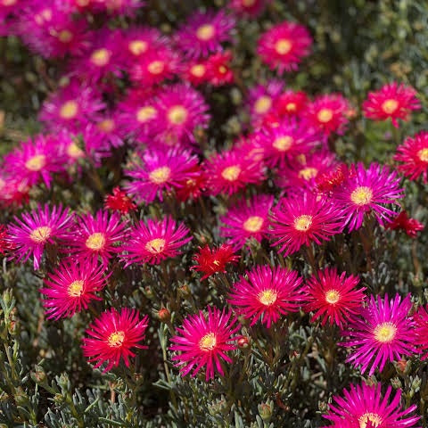 LAMPRANTHUS DARK PINK