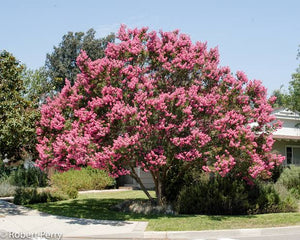 LAGERSTROEMIA INDICA