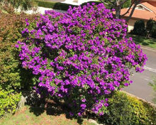 Load image into Gallery viewer, TIBOUCHINA LEPIDOTA ALSTONVILLE 3.5L
