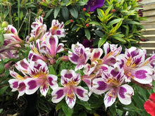 Load image into Gallery viewer, ALSTROEMERIA INCA MAGIC 2.5L
