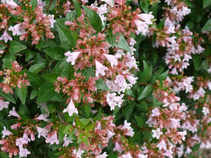 ABELIA RASPBERRY PROFUSION