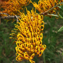 Load image into Gallery viewer, GREVILLEA ROBUSTA
